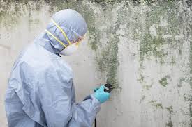 Best Basement Mold Removal  in Christiana, TN